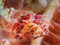   This photo porcelain crab sea pen. Taken Anilao Batangas pen  